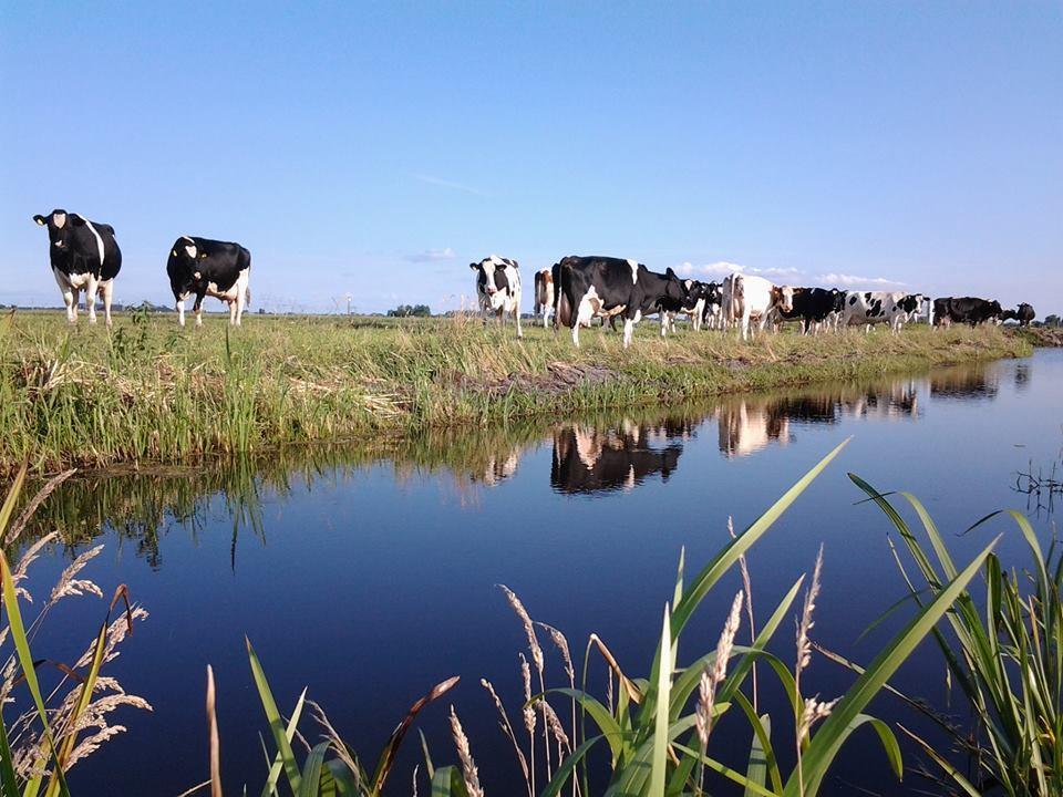 Affittacamere Boerderij Honswijck Weesp Esterno foto